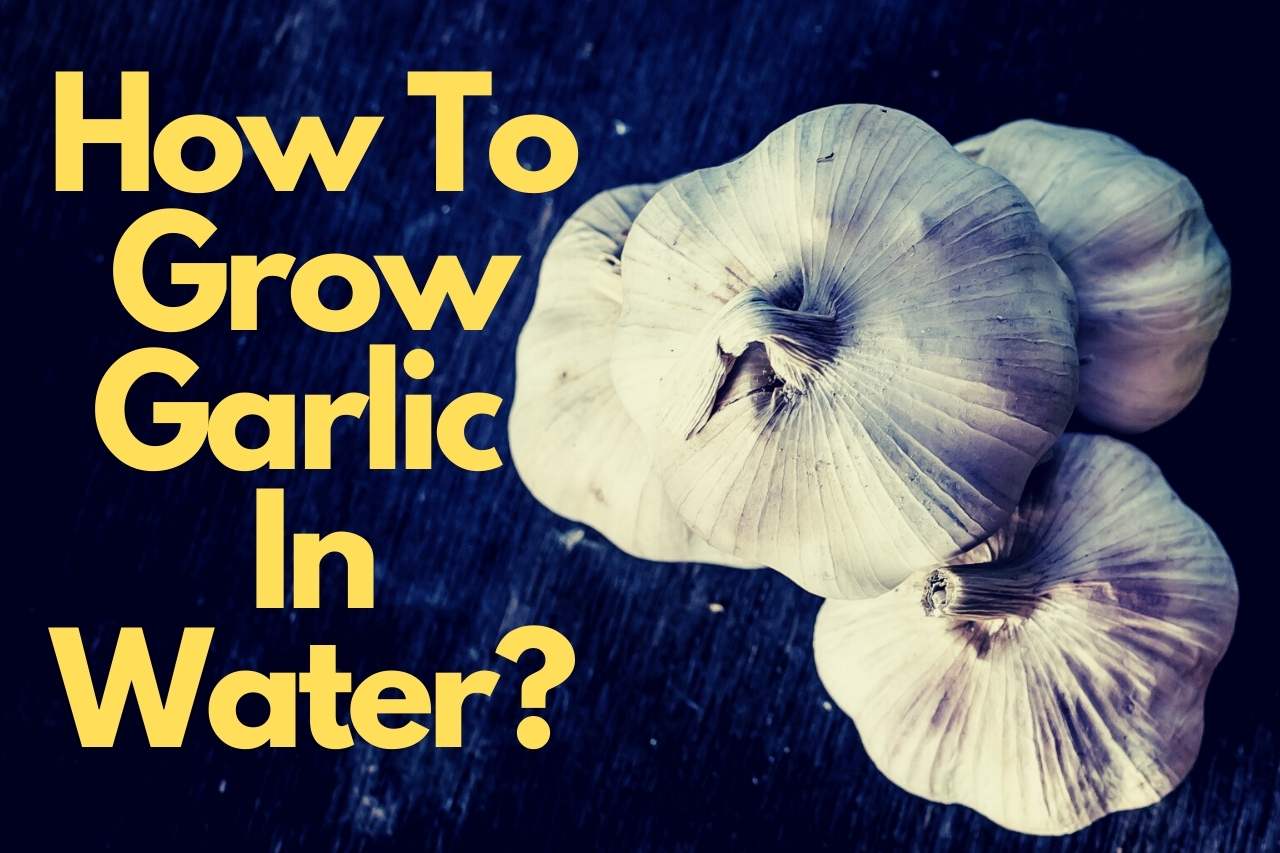 How To Grow Garlic In Water
