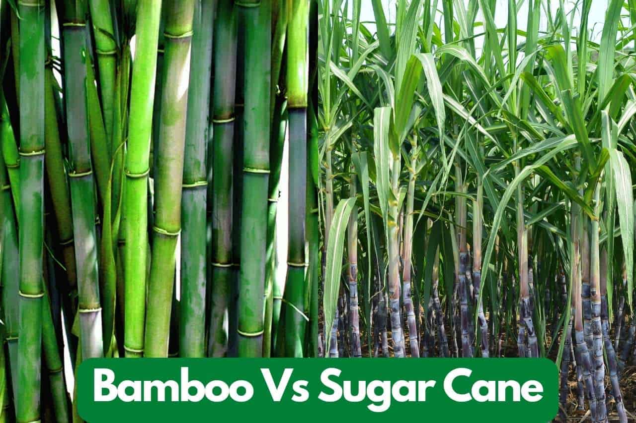 Bamboo Vs Sugar Cane
